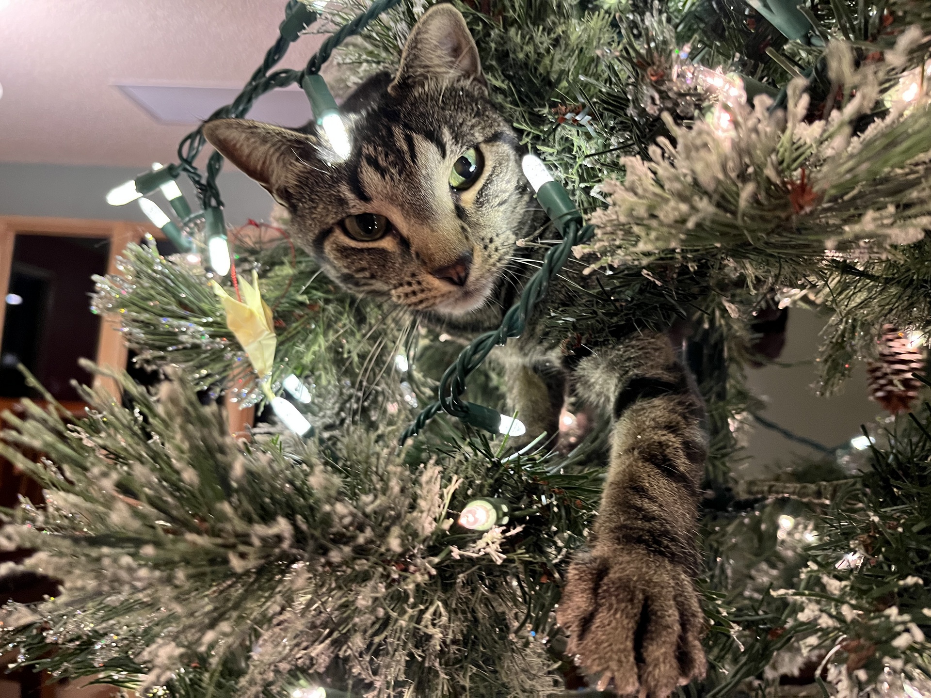 striped bengal kitty