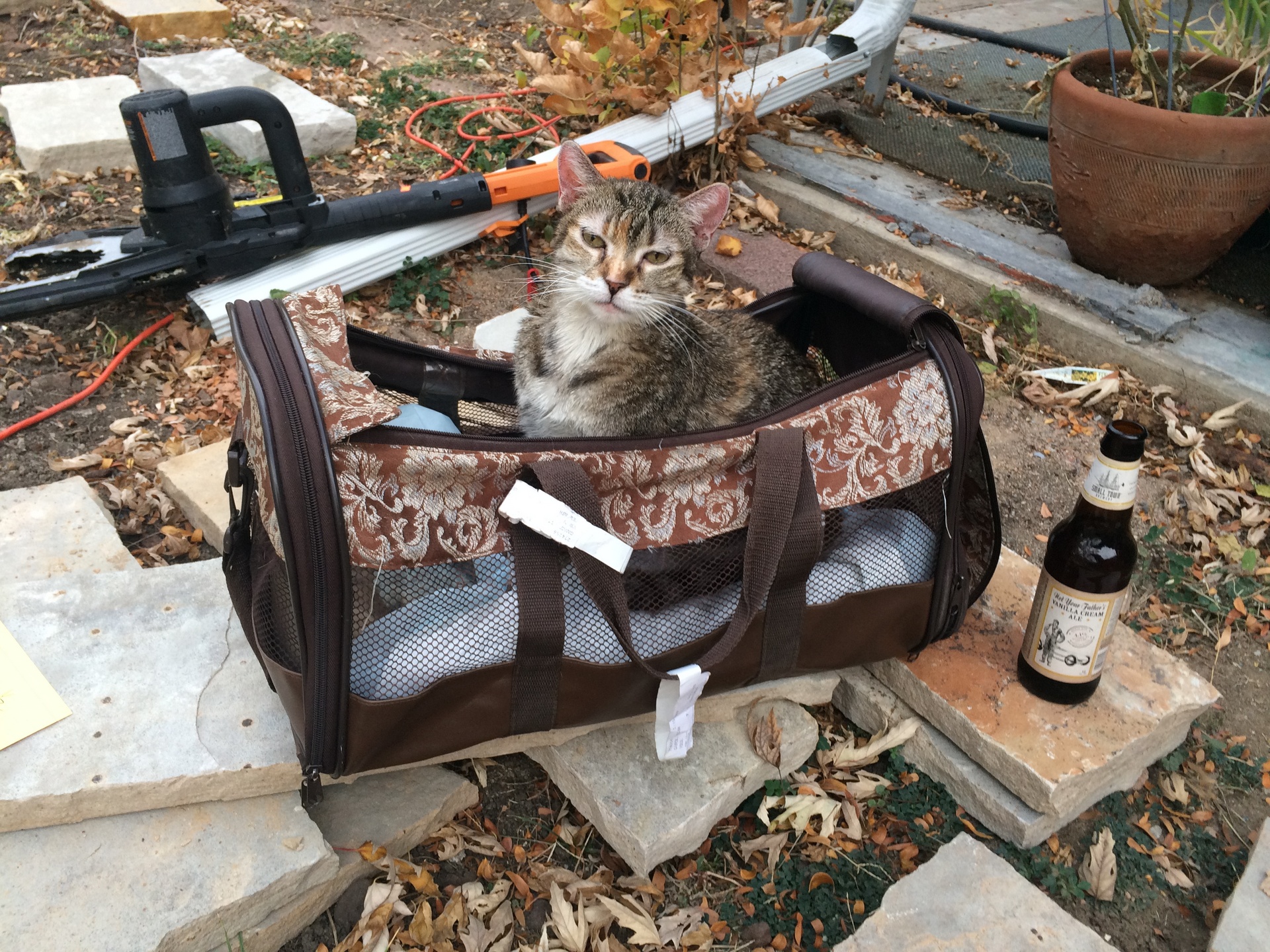 Cat in cat carrier