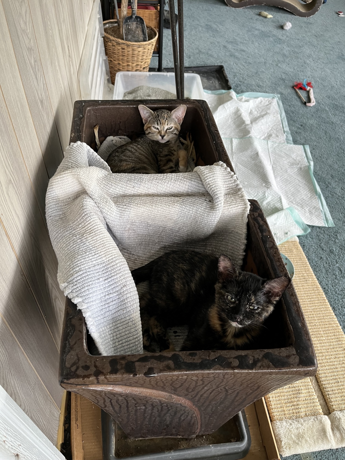 striped kitty stretching