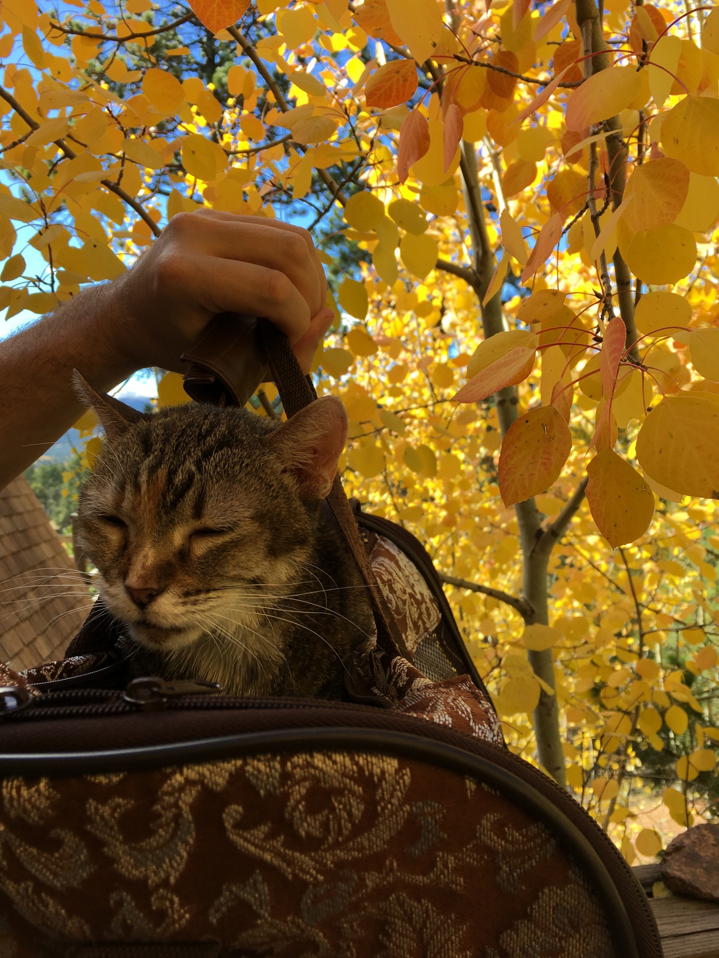 cat with aspen